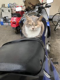 neko105